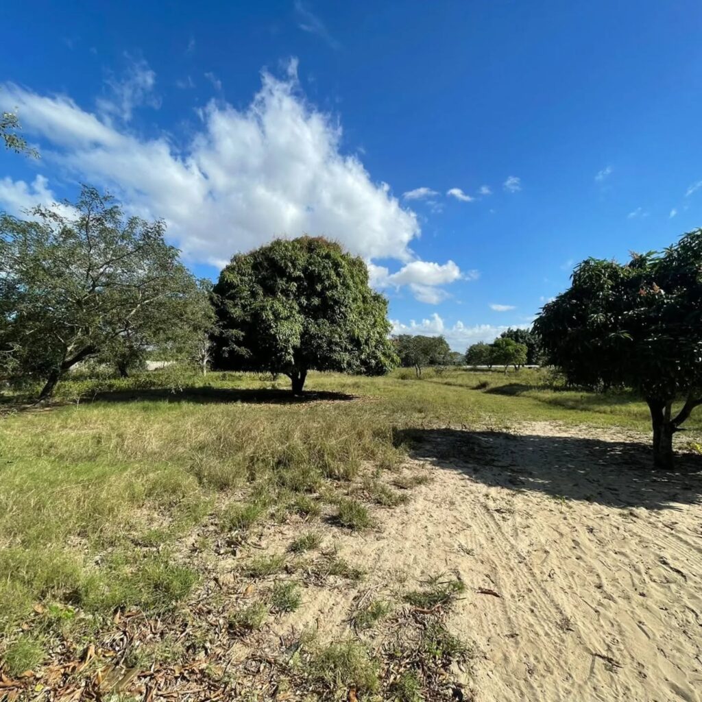 TRESPASSE DE VÁRIOS TERRENOS NO ZIMPETO